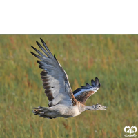 گونه میش مرغ Great Bustard